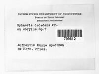 Diaporthe decedens image
